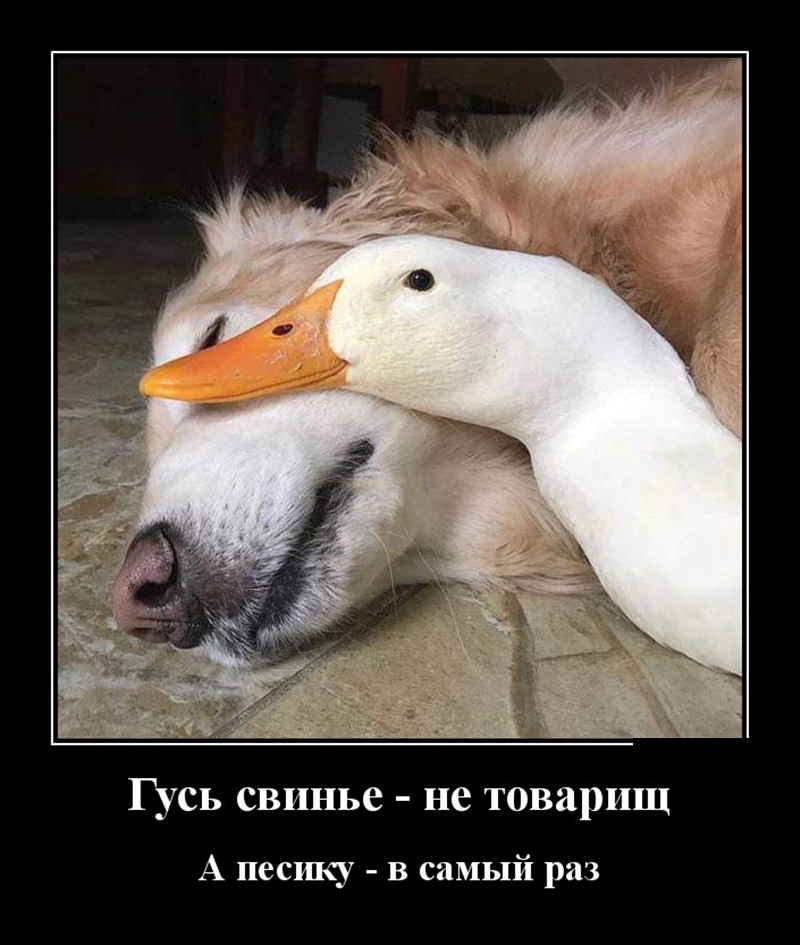 Podborka luchshikh demotivatorov 505 059